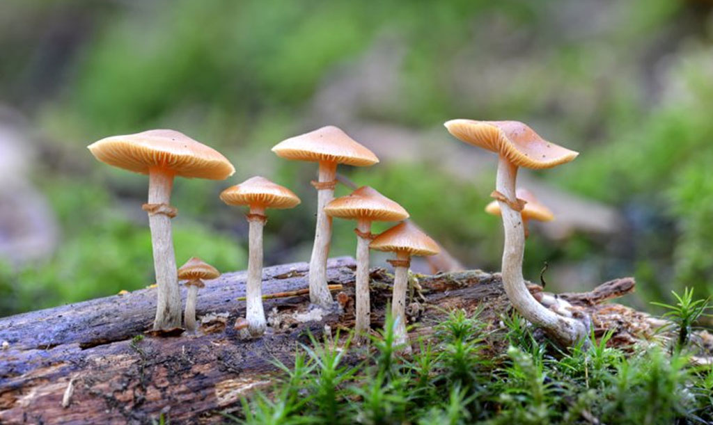 Psilocybin Therapy: What it is and why it works
