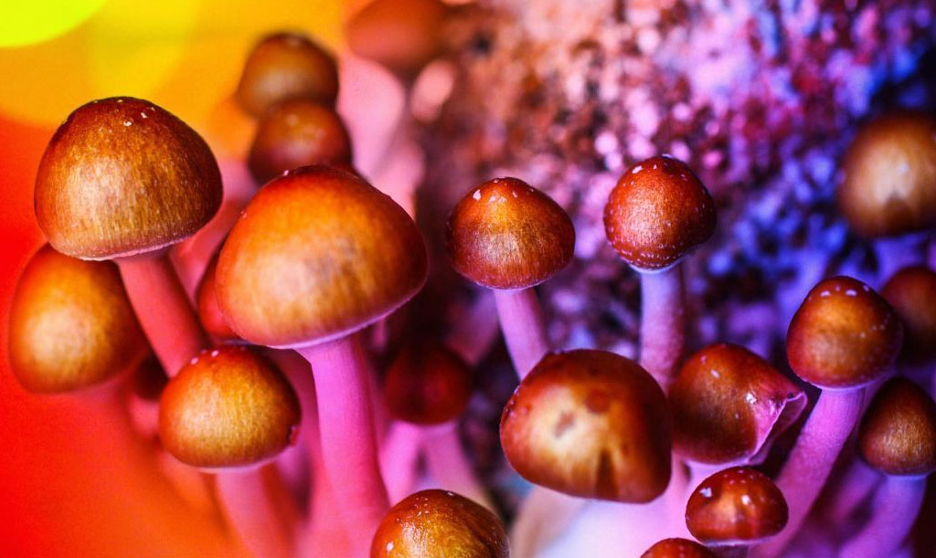 Psilocybin’s Rise To Healing Prominence