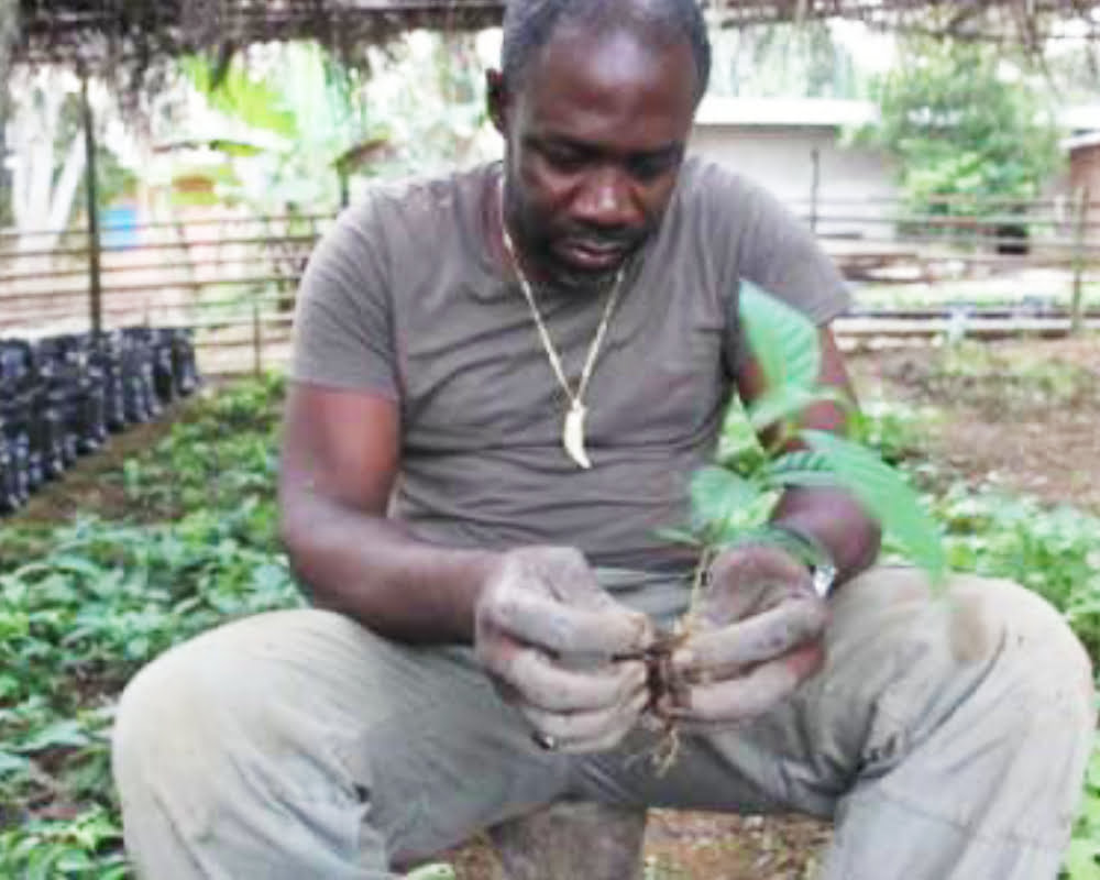 How Ibogaine Works