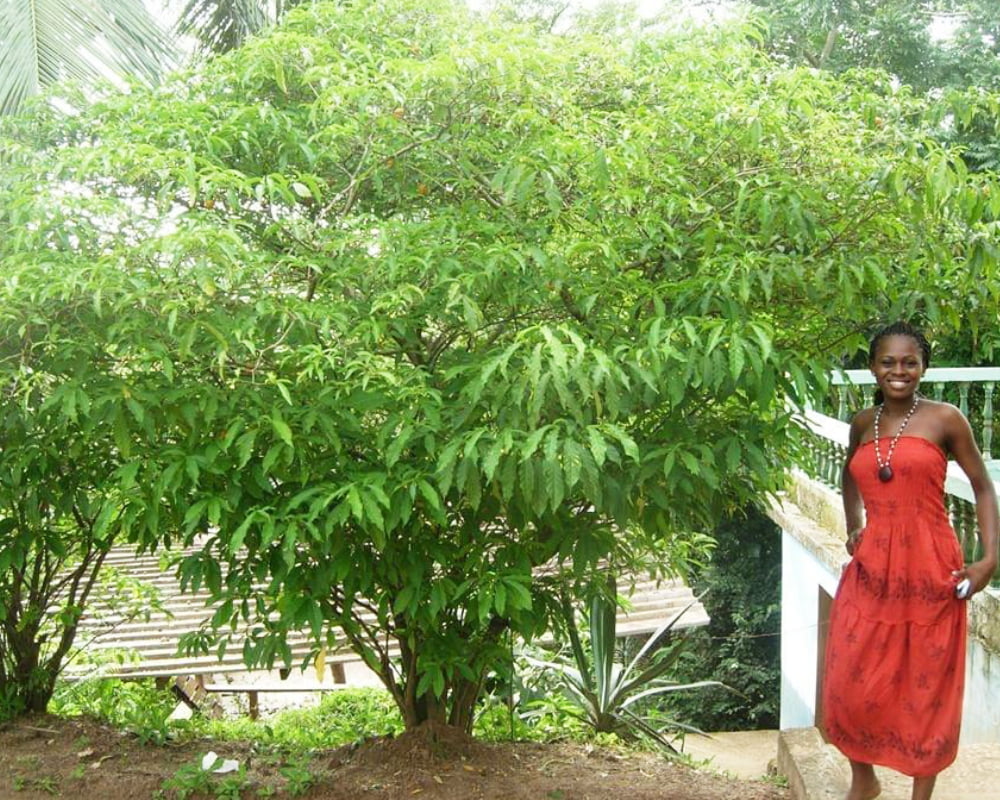 Ibogaine Side Effects