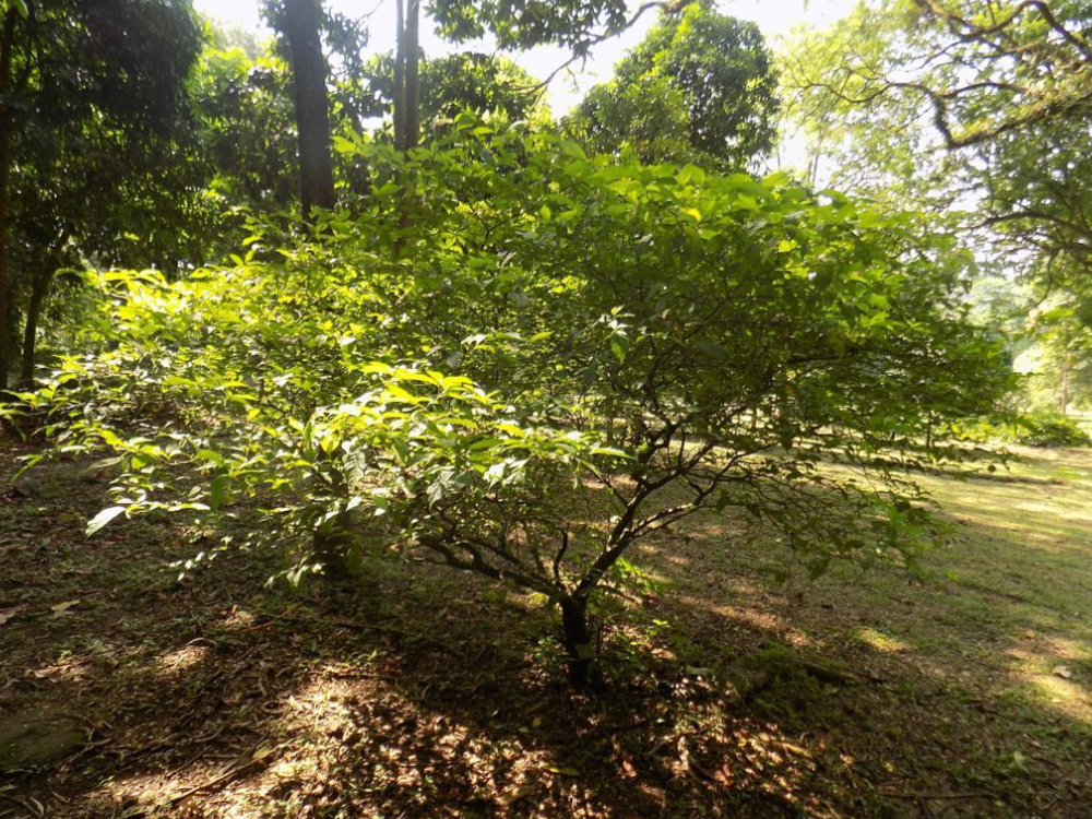 Tabernanthe Iboga
