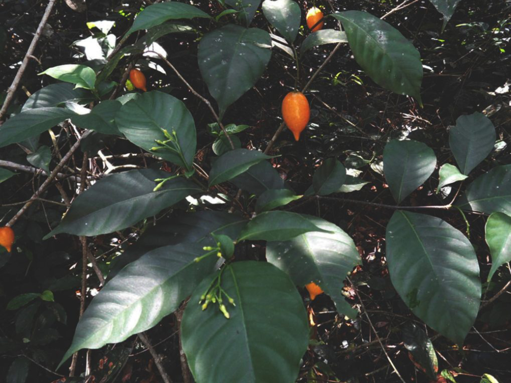 Tabernanthe Iboga Plant