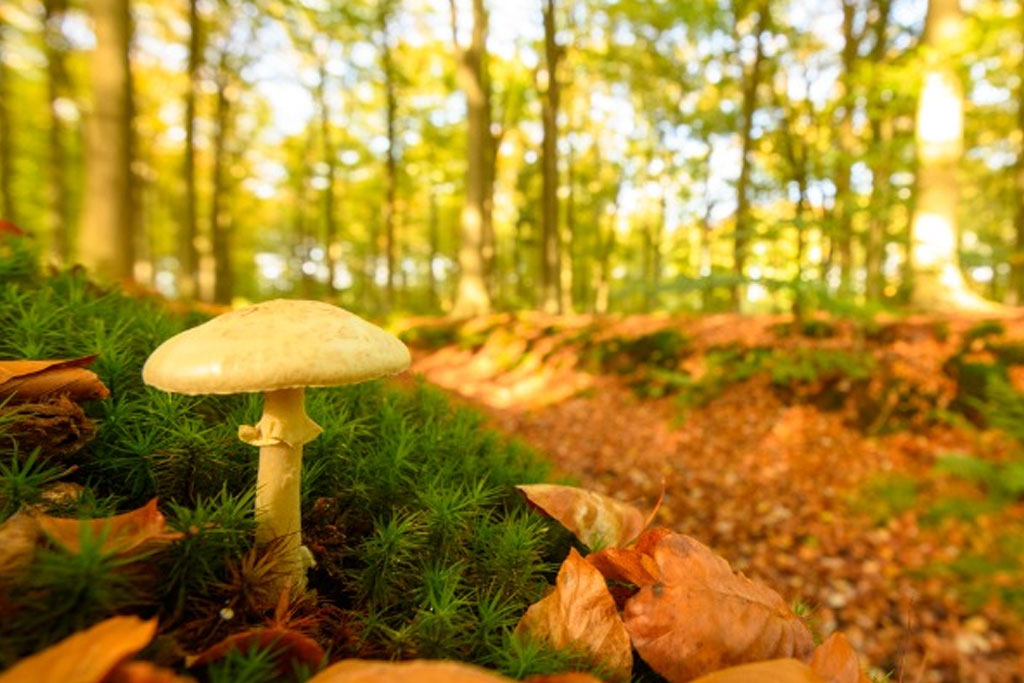 Sacred Mushrooms